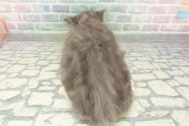 東京都のラガマフィン (Coo&RIKU赤坂店/2026年1月13日生まれ/男の子/ブルータビーホワイト)の子猫の4枚目の画像