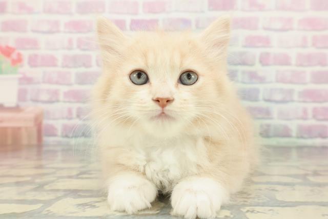 東京都のラガマフィン (Coo&RIKU高円寺店/2026年1月13日生まれ/男の子/クリームホワイト)の子猫の1枚目の画像
