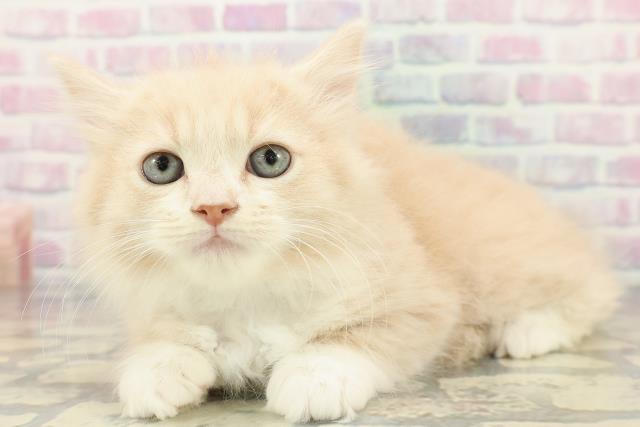 東京都のラガマフィン (Coo&RIKU高円寺店/2026年1月13日生まれ/男の子/クリームホワイト)の子猫の2枚目の画像