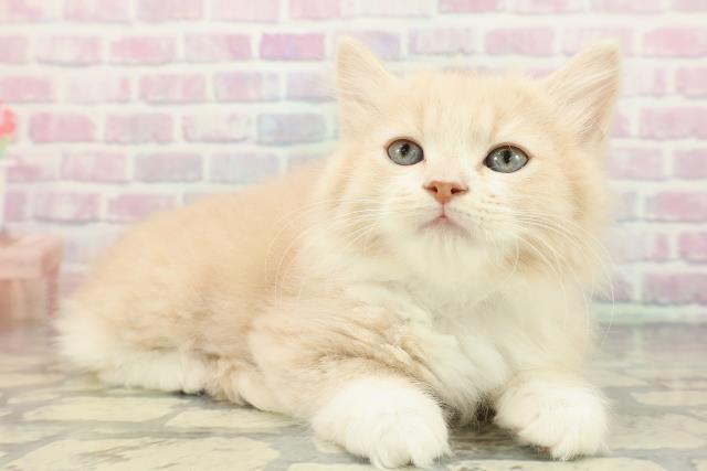 東京都のラガマフィン (Coo&RIKU高円寺店/2026年1月13日生まれ/男の子/クリームホワイト)の子猫の3枚目の画像