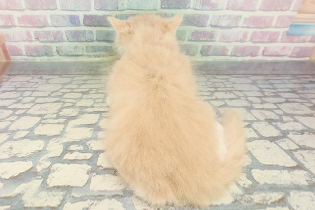 東京都のラガマフィン (Coo&RIKU高円寺店/2026年1月13日生まれ/男の子/クリームホワイト)の子猫の4枚目の画像