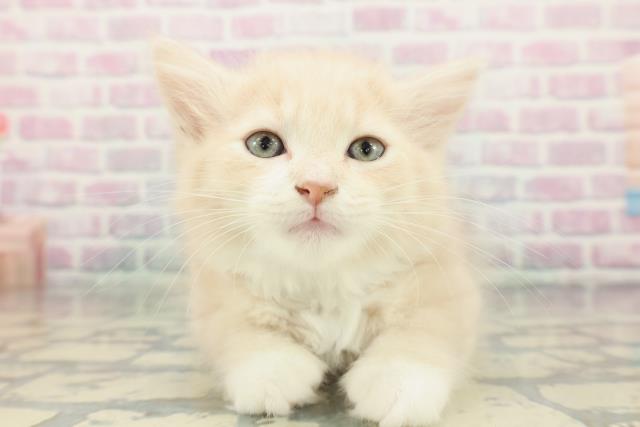 東京都のラガマフィン (Coo&RIKU自由が丘店/2026年1月13日生まれ/男の子/クリームタビーホワイト)の子猫の1枚目の画像