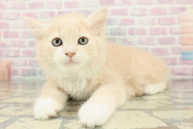 東京都のラガマフィン (Coo&RIKU自由が丘店/2026年1月13日生まれ/男の子/クリームタビーホワイト)の子猫の2枚目の画像