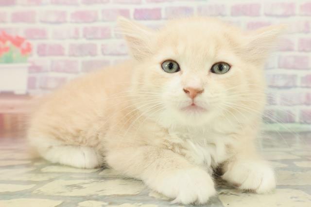 東京都のラガマフィン (Coo&RIKU自由が丘店/2026年1月13日生まれ/男の子/クリームタビーホワイト)の子猫の3枚目の画像