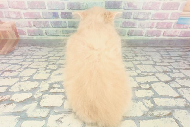 東京都のラガマフィン (Coo&RIKU自由が丘店/2026年1月13日生まれ/男の子/クリームタビーホワイト)の子猫の4枚目の画像