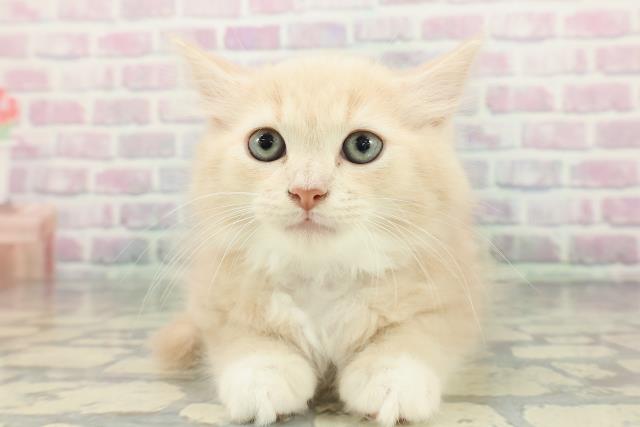 東京都のラガマフィン (Coo&RIKU秋葉原店/2026年1月13日生まれ/男の子/クリームタビーホワイト)の子猫の1枚目の画像