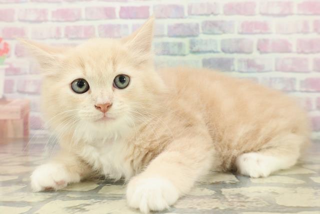 東京都のラガマフィン (Coo&RIKU秋葉原店/2026年1月13日生まれ/男の子/クリームタビーホワイト)の子猫の2枚目の画像