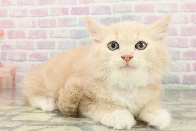 東京都のラガマフィン (Coo&RIKU秋葉原店/2026年1月13日生まれ/男の子/クリームタビーホワイト)の子猫の3枚目の画像