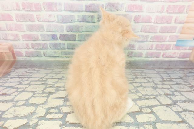 東京都のラガマフィン (Coo&RIKU秋葉原店/2026年1月13日生まれ/男の子/クリームタビーホワイト)の子猫の4枚目の画像
