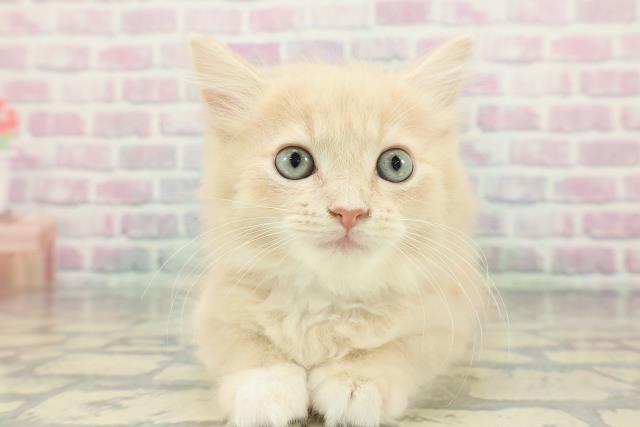 東京都のラガマフィン (Coo&RIKU浅草店/2026年1月15日生まれ/男の子/クリームホワイト)の子猫の1枚目の画像