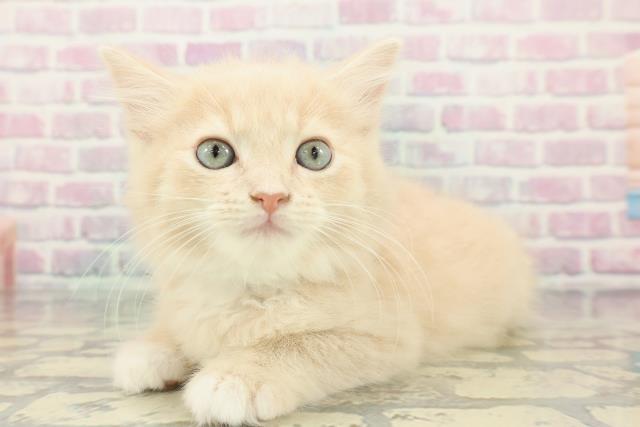 東京都のラガマフィン (Coo&RIKU浅草店/2026年1月15日生まれ/男の子/クリームホワイト)の子猫の2枚目の画像