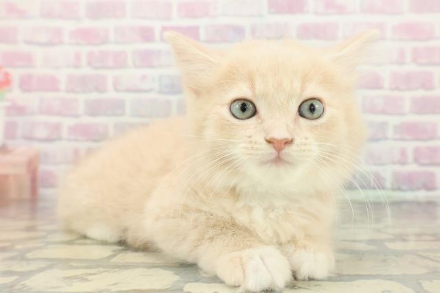 東京都のラガマフィン (Coo&RIKU浅草店/2026年1月15日生まれ/男の子/クリームホワイト)の子猫の3枚目の画像