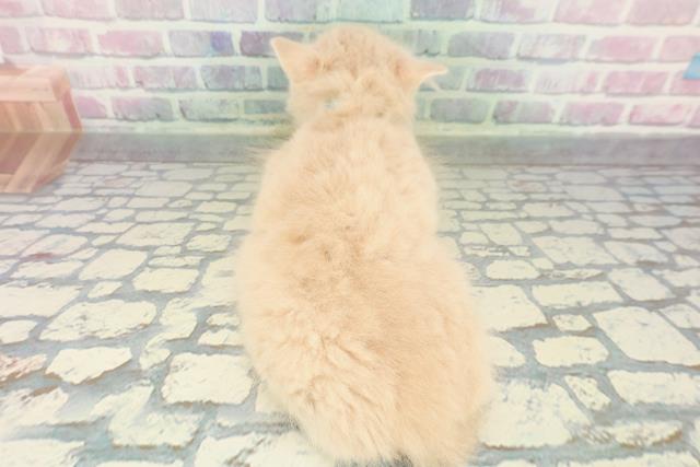 東京都のラガマフィン (Coo&RIKU浅草店/2026年1月15日生まれ/男の子/クリームホワイト)の子猫の4枚目の画像