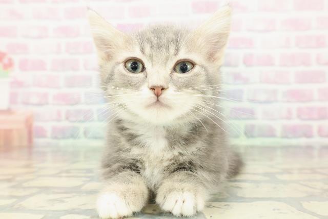 埼玉県のマンチカン (Coo&RIKUアニマルケアセンター大宮/2026年1月10日生まれ/男の子/ブルータビーホワイト)の子猫の1枚目の画像