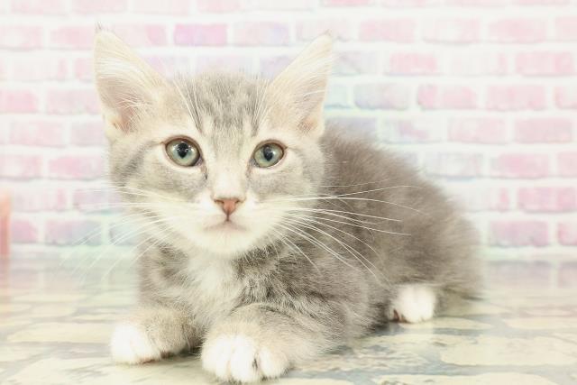 埼玉県のマンチカン (Coo&RIKUアニマルケアセンター大宮/2026年1月10日生まれ/男の子/ブルータビーホワイト)の子猫の2枚目の画像