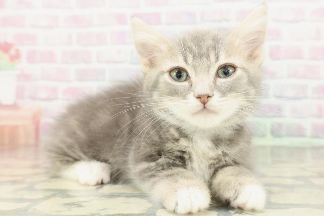 埼玉県のマンチカン (Coo&RIKUアニマルケアセンター大宮/2026年1月10日生まれ/男の子/ブルータビーホワイト)の子猫の3枚目の画像