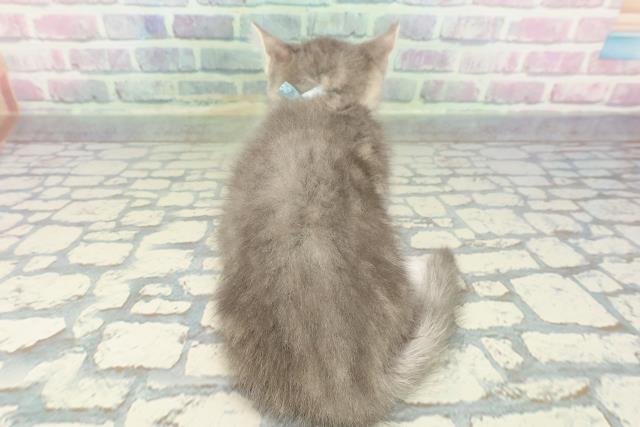 埼玉県のマンチカン (Coo&RIKUアニマルケアセンター大宮/2026年1月10日生まれ/男の子/ブルータビーホワイト)の子猫の4枚目の画像