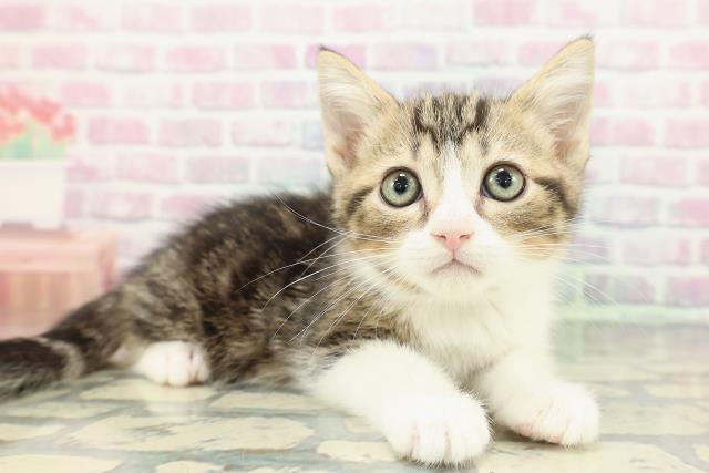 埼玉県のマンチカン (Coo&RIKUアニマルケアセンター大宮/2026年1月10日生まれ/男の子/ブラウンタビーホワイト)の子猫の3枚目の画像