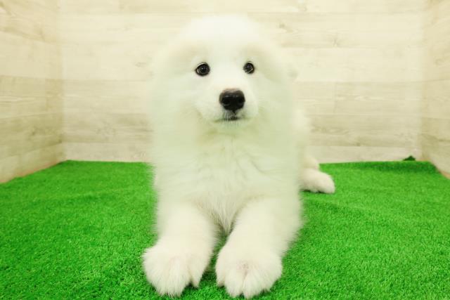 神奈川県のサモエド (Coo&RIKU藤沢店/2026年1月14日生まれ/女の子/ホワイト)の子犬の1枚目の画像