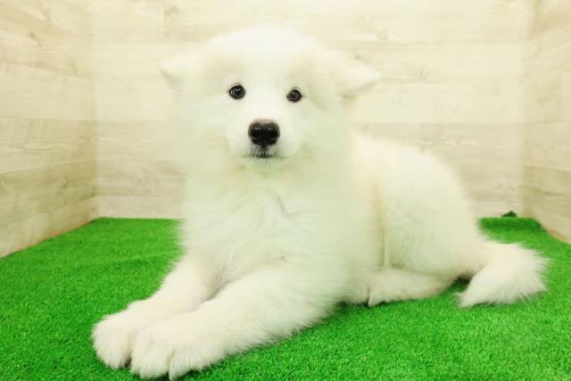 神奈川県のサモエド (Coo&RIKU藤沢店/2026年1月14日生まれ/女の子/ホワイト)の子犬の2枚目の画像