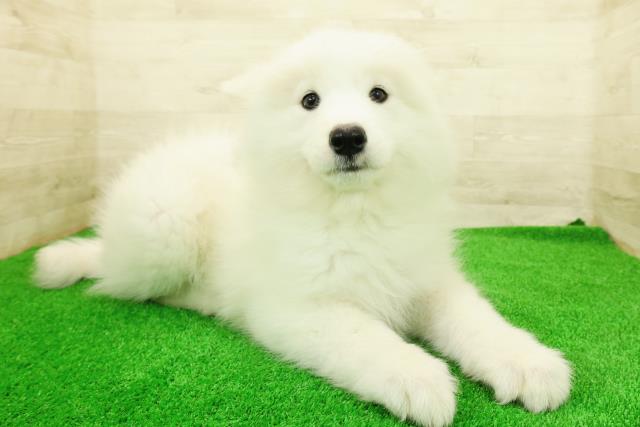 神奈川県のサモエド (Coo&RIKU藤沢店/2026年1月14日生まれ/女の子/ホワイト)の子犬の3枚目の画像