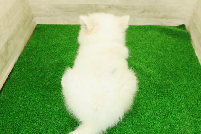 神奈川県のサモエド (Coo&RIKU藤沢店/2026年1月14日生まれ/女の子/ホワイト)の子犬の4枚目の画像