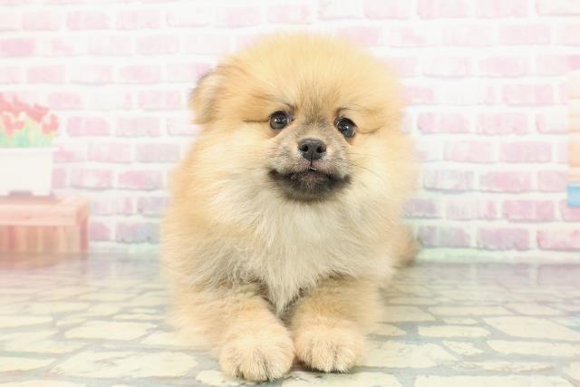 埼玉県のポメラニアン (Coo&RIKUアニマルケアセンター大宮/2026年1月14日生まれ/男の子/オレンジ)の子犬の1枚目の画像