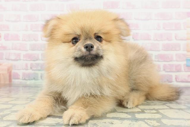 埼玉県のポメラニアン (Coo&RIKUアニマルケアセンター大宮/2026年1月14日生まれ/男の子/オレンジ)の子犬の2枚目の画像