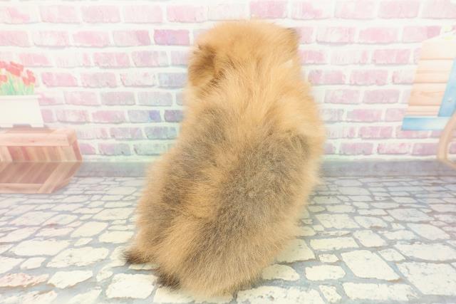 埼玉県のポメラニアン (Coo&RIKUアニマルケアセンター大宮/2026年1月14日生まれ/男の子/オレンジ)の子犬の4枚目の画像