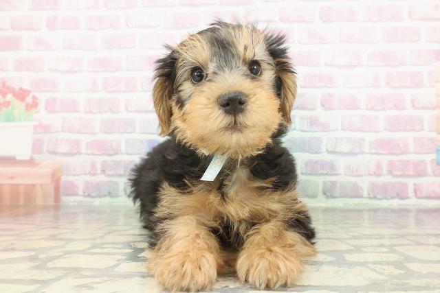 ヨークシャーテリア