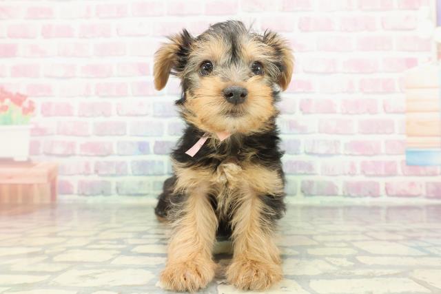 ヨークシャーテリア