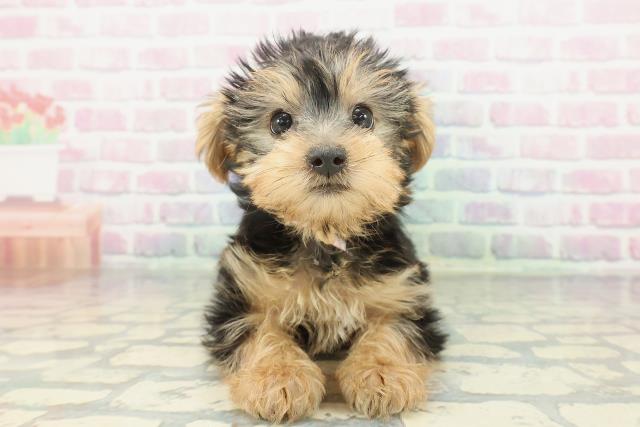 ヨークシャーテリア