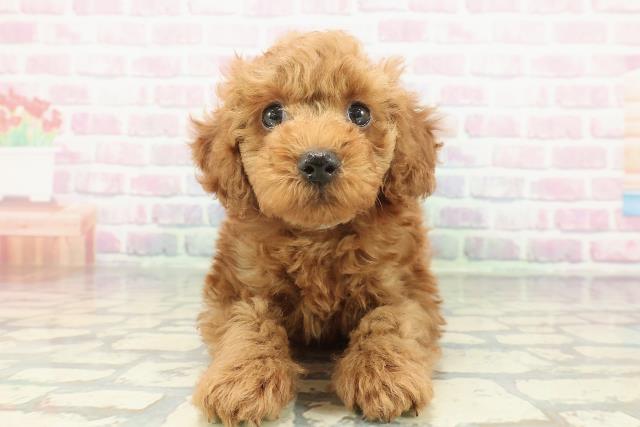 新潟県のトイプードル(トイ) (Coo&RIKU新潟東店/2026年1月18日生まれ/男の子/アプリコット)の子犬