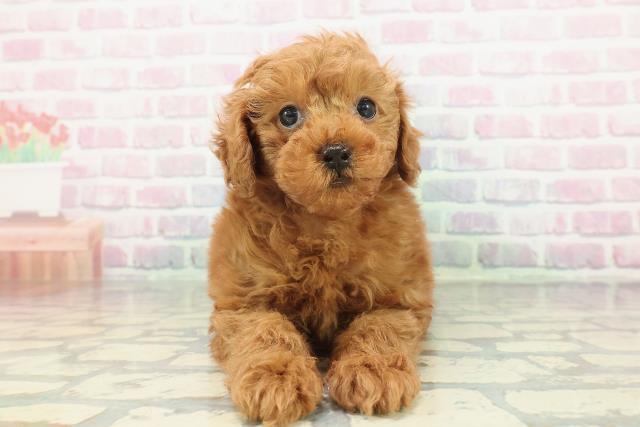 トイ・プードル