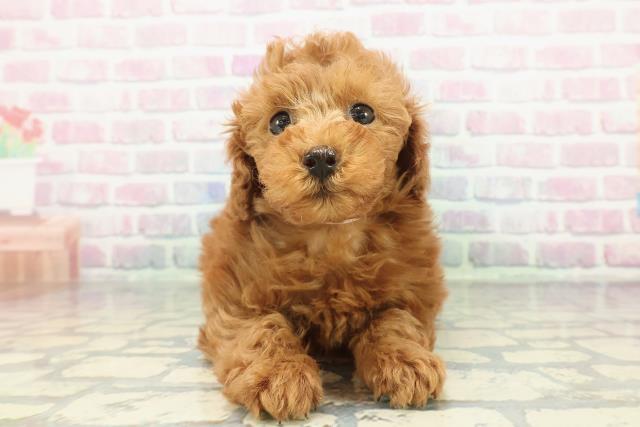 トイ・プードル