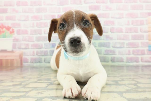 ジャックラッセルテリア