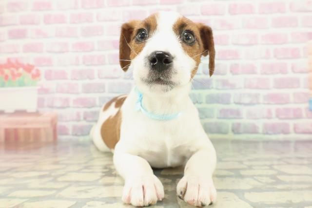 新潟県のジャックラッセルテリア (Coo&RIKUイオンモール新発田店/2026年1月16日生まれ/男の子/タンホワイト)の子犬