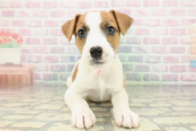ジャックラッセルテリア