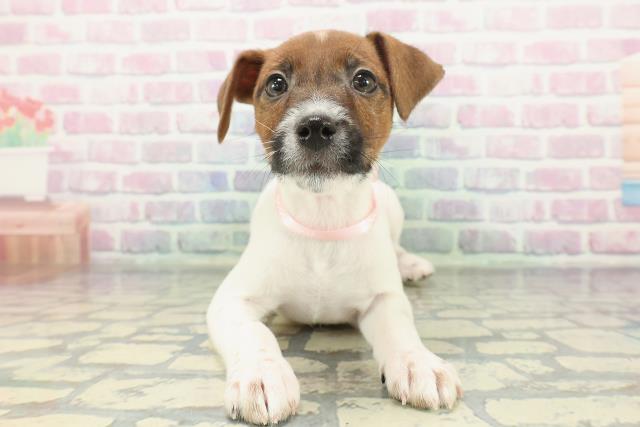 ジャックラッセルテリア