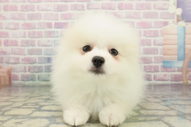 千葉県のポメラニアン (Coo&RIKUフレスポ稲毛店/2026年1月14日生まれ/男の子/クリーム)の子犬の1枚目の画像