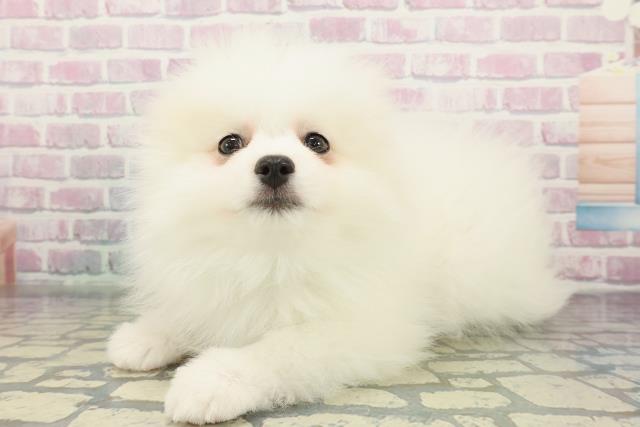 千葉県のポメラニアン (Coo&RIKUフレスポ稲毛店/2026年1月14日生まれ/男の子/クリーム)の子犬の2枚目の画像