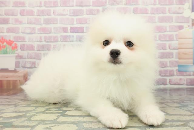 千葉県のポメラニアン (Coo&RIKUフレスポ稲毛店/2026年1月14日生まれ/男の子/クリーム)の子犬の3枚目の画像
