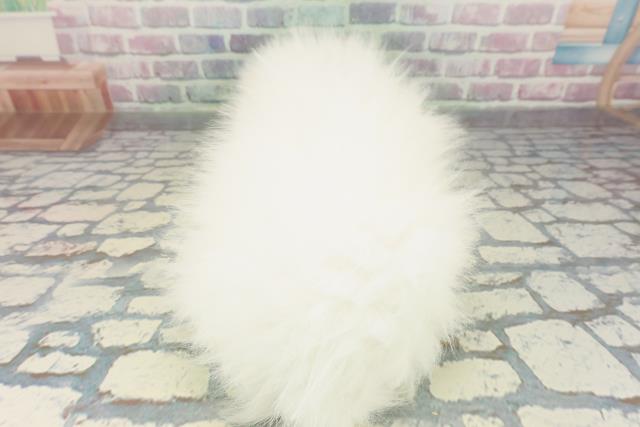 千葉県のポメラニアン (Coo&RIKUフレスポ稲毛店/2026年1月14日生まれ/男の子/クリーム)の子犬の4枚目の画像