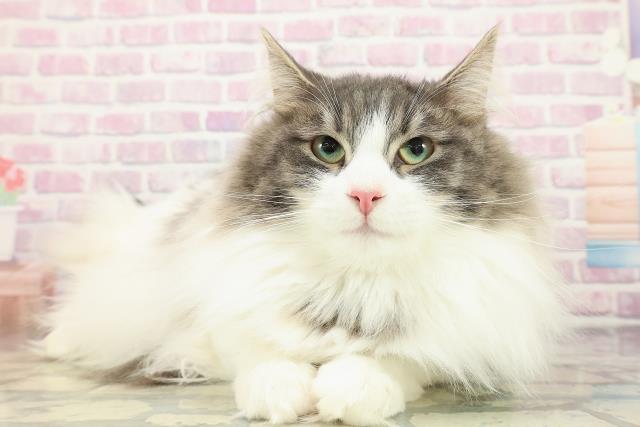 ノルウェージャン・フォレストキャット