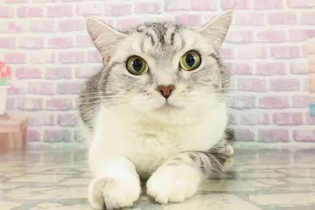 宮城県のスコティッシュフォールド (Coo&RIKU仙台太白店/2025年2月27日生まれ/女の子/シルバータビーホワイト)の子猫の1枚目の画像