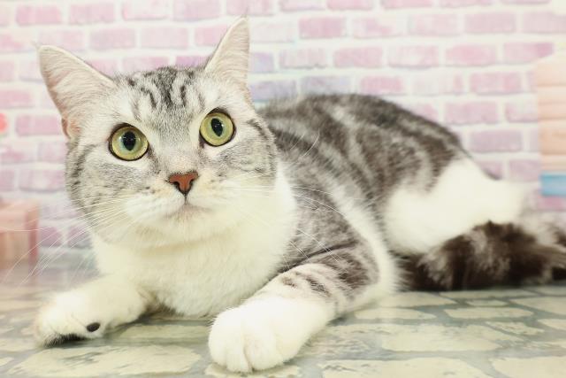宮城県のスコティッシュフォールド (Coo&RIKU仙台太白店/2025年2月27日生まれ/女の子/シルバータビーホワイト)の子猫の2枚目の画像