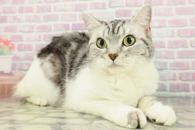 宮城県のスコティッシュフォールド (Coo&RIKU仙台太白店/2025年2月27日生まれ/女の子/シルバータビーホワイト)の子猫の3枚目の画像