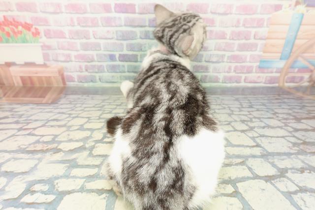 宮城県のスコティッシュフォールド (Coo&RIKU仙台太白店/2025年2月27日生まれ/女の子/シルバータビーホワイト)の子猫の4枚目の画像