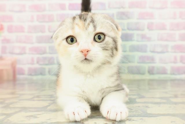 福島県のスコティッシュフォールド (Coo&RIKU郡山店/2025年12月29日生まれ/女の子/シルバーパッチドタビーホワイト)の子猫の1枚目の画像