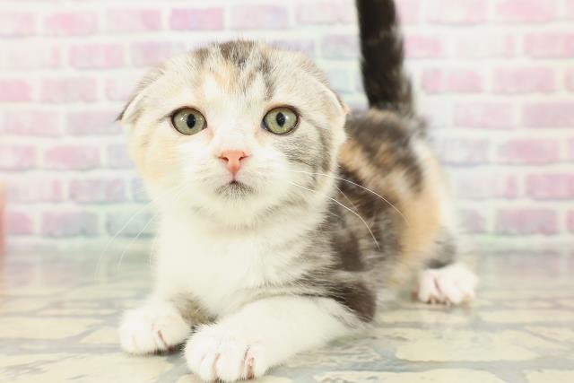 福島県のスコティッシュフォールド (Coo&RIKU郡山店/2025年12月29日生まれ/女の子/シルバーパッチドタビーホワイト)の子猫の2枚目の画像